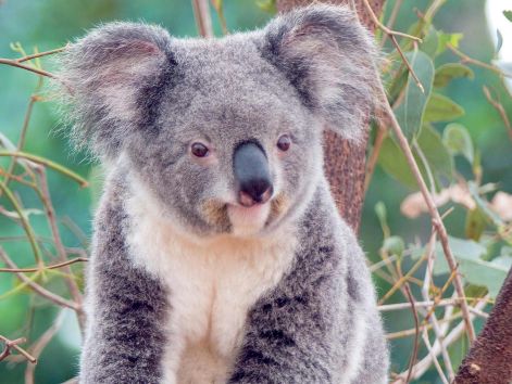 koala2.jpeg